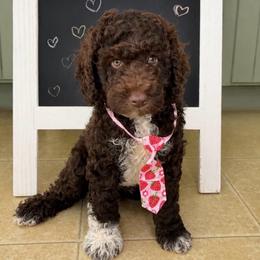 Ollie (Oleander) - Chocolate male Goldendoodle puppy in Camden, North Carolina from Oopsie Doodles of NC