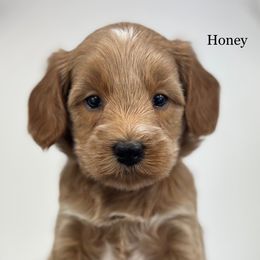 Honey - Apricot female Goldendoodle puppy in Milford, Indiana from Railway Acres Kennel