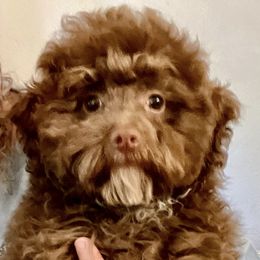 Cockapoos, Goldendoodles, and Poodles from Graceful Doodles and Poodles LLC