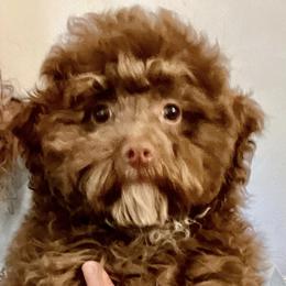 Cockapoos, Goldendoodles, and Poodles from Graceful Doodles and Poodles LLC