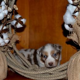 Max - Red merle male Australian Shepherd puppy in Marshall, Texas from Flying S Aussies