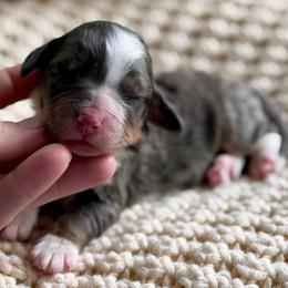 Peanut- turquoise collar - Blue merle female Bernedoodle puppy in Colorado Springs, Colorado from Mercy Mountain Bernedoodles
