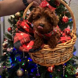 Poodle Puppies from Poodles 4 Life