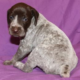 German Shorthaired Pointer Puppies from GLC Pointers