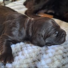 Boykin Spaniel Puppies from DrWatson Boykin Spaniels