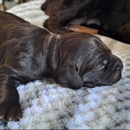 Boykin Spaniel Puppies from DrWatson Boykin Spaniels