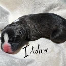 Idaho - Seal brown male American Pit Bull Terrier puppy in Nine Mile Falls, Washington from Bartin Kennels