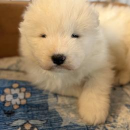 Labrador Retriever and Samoyed Puppies from Carefree Samoyeds & Deserthills Labradors