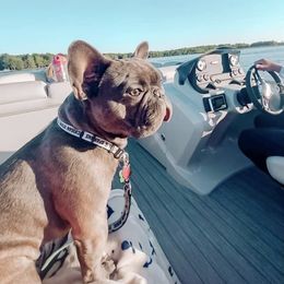 French Bulldog All Grown Up from Stonecreek Bulldogs