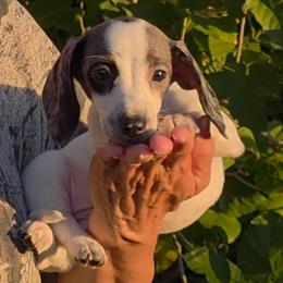 Josie Jo - Piebald female Dachshund puppy in Phoenix, Arizona from AZ's Prestigious Miniature Dachshunds