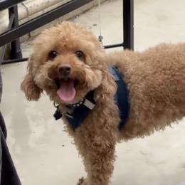 Teddy - Poodle