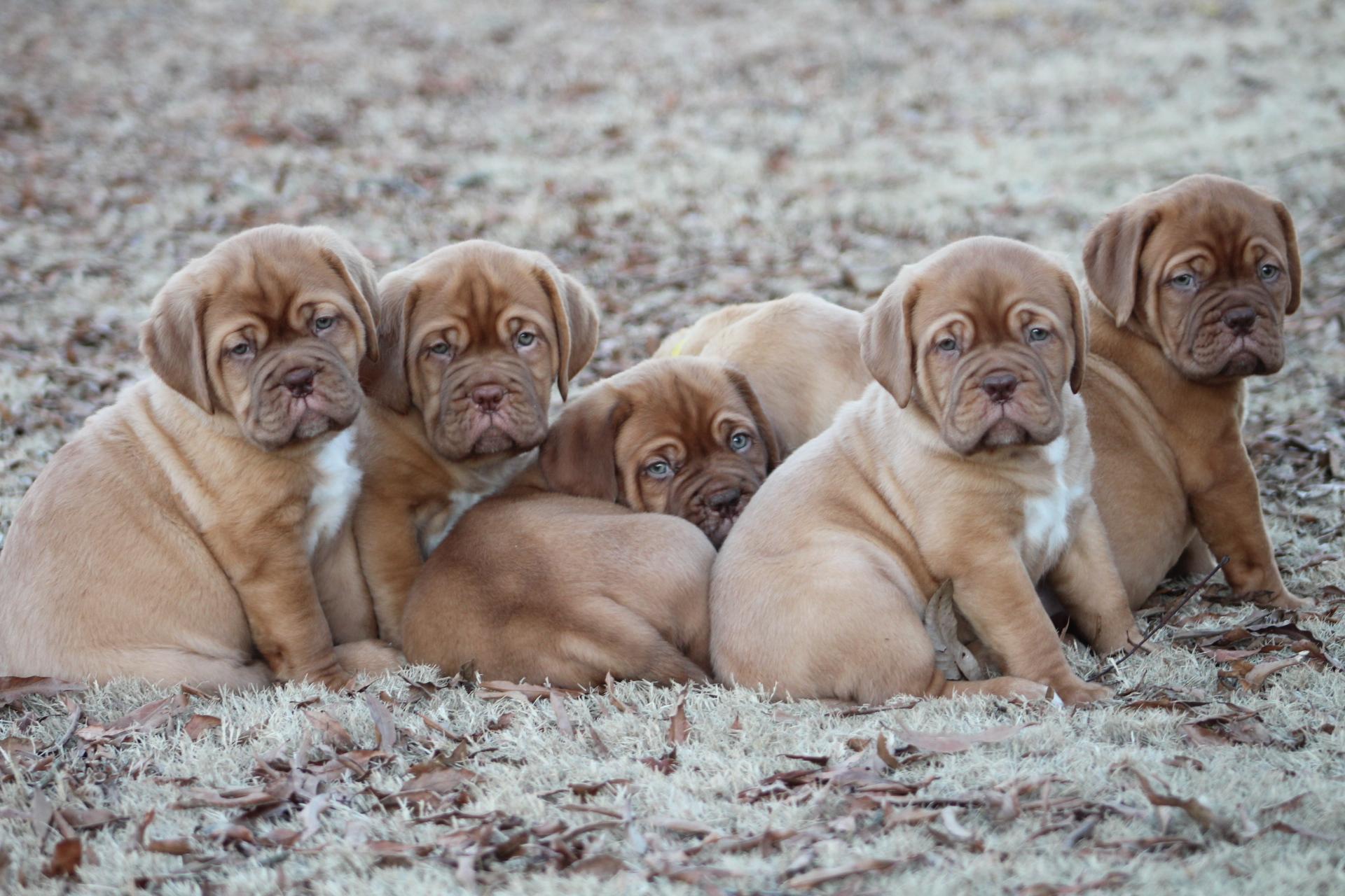 Back Porch Bordeaux in Mississippi | Dogue de Bordeaux puppies | Good Dog