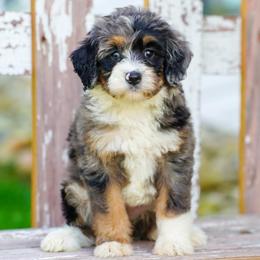 Liberty - Blue merle female Bernedoodle puppy in Dundee, Ohio from Down Home Doodle