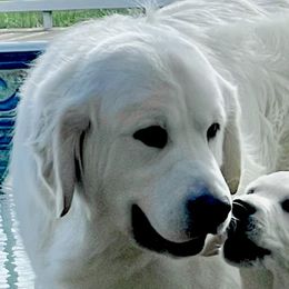 Golden Retrievers from Majestic Mountain Goldens