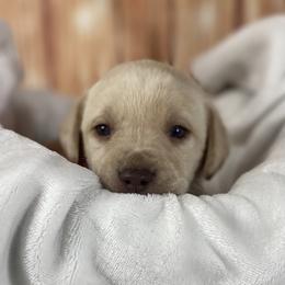 Bee - Yellow female Labrador Retriever puppy in Newmanstown, Pennsylvania from Royalty Retrievers
