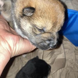 Nutmeg - Red male Shiba Inu puppy in Nashua, New Hampshire from Beloved Shiba
