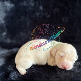 Astra - Cream female Dachshund puppy in Peyton, Colorado from Dachshund Universe