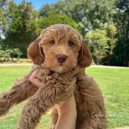 Birdie - Red  female Goldendoodle puppy in Madisonville, Kentucky from Carlie and Co. Goldendoodles