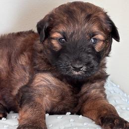 Cooper (green) - Wheaten male Whoodle puppy in Rising Sun, Indiana from Ruby Lane Doodles
