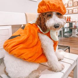 Goldendoodle and Poodle Puppies from CharleighRae Poodles and Doodles