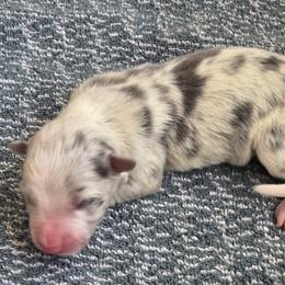Zeke - Slate merle male Border Collie puppy in Gary, Indiana from Lake Ridge Border Collies