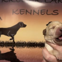 3rd Pick Male - Labrador Retriever puppy in Moses Lake, Washington from Kreger Lake Kennels
