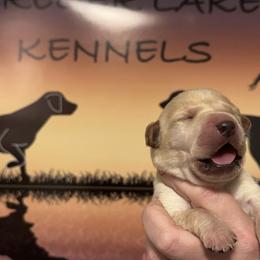 3rd Pick Male - Labrador Retriever puppy in Moses Lake, Washington from Kreger Lake Kennels
