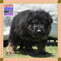 EPSILON - Black and red male German Shepherd puppy in Murrieta, California from Diamond Oaks German Shepherds