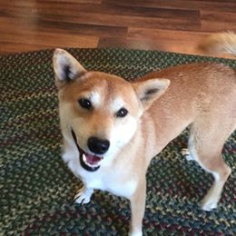 Charm - Shiba Inu