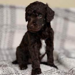 Houdini - Brown male Poodle puppy in Lavonia, Georgia from Peach Blossom Kennels