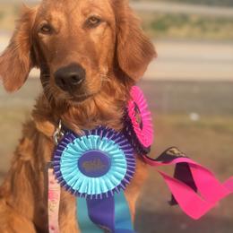 Golden Retriever All Grown Up from Heartwood Goldens