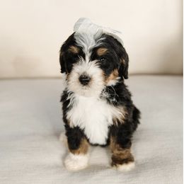 'Nutmeg' White Collar Female - Tri-color female Bernedoodle puppy in Kamas, Utah from A + E Farms