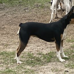 Poppet - Rat Terrier