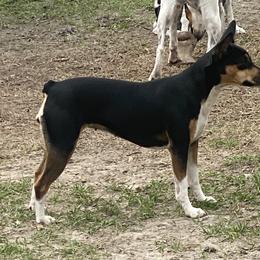 Poppet - Rat Terrier