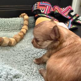 Clarke - Chocolate and white male Chihuahua puppy in Choctaw, Oklahoma from Savvy Chihuahuas of Oklahoma