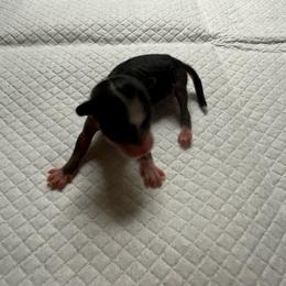 Vader - Black and white male Chinese Crested puppy in Lutz, Florida from Halcyon Chinese Cresteds