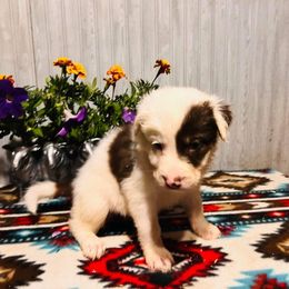 Samuel - Border Collie puppy from Breezy Acres Stock & Sporting Dogs