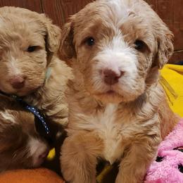 Topaz - Caramel female Labradoodle puppy in Fostoria, Michigan from North Country Kennel Club