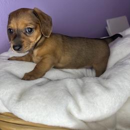Dachshund Puppies from Shannon Dolly’s Dachshunds