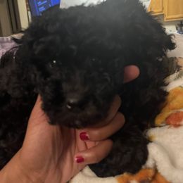 Maltipoo Puppies from Awwws&Pawws