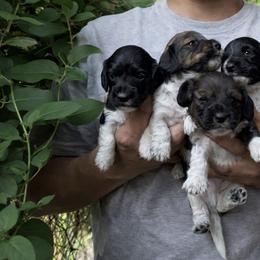 Dachshund Puppies from CA__Dachshunds
