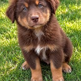 Zion - Red tri male Miniature Australian Shepherd puppy in Macomb, Missouri from Show Me MO Aussies