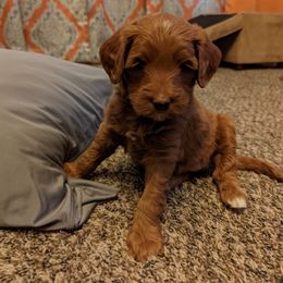 Goldendoodle Puppies from Ruby's Doodle Doos
