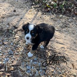 Journey - male Miniature Australian Shepherd puppy in Lumberton, Mississippi from Talowah Aussies
