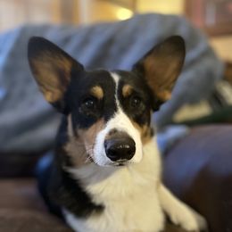 Archie - Pembroke Welsh Corgi