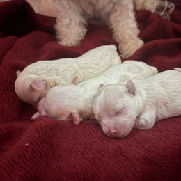 Maltipoo puppies from Playful Paws Maltese and Maltipoos