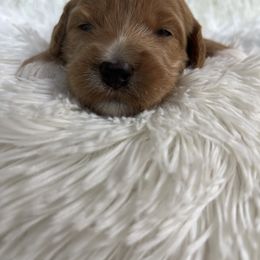 Aussiedoodle, Goldendoodle, and Poodle Puppies from Designer Doodles