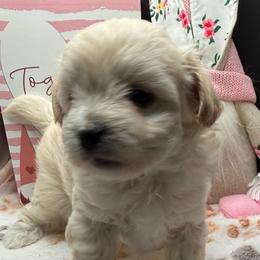 Pierre - Apricot male Maltipoo puppy in Colonial Beach, Virginia from BeachRidge Pups