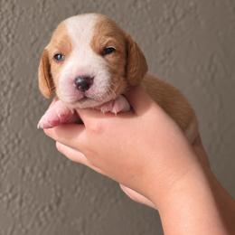 Butterfinger - Lemon and white male Beagle puppy in Lake City, Florida from Sunkissed Beagles