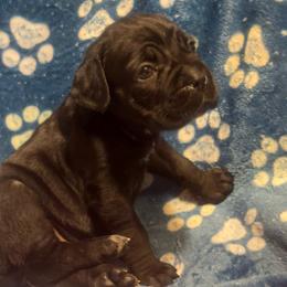 Betty Boo - Black female Cane Corso puppy in Orrum, North Carolina from Dream Team Kennels
